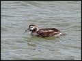 _4SB6470 long-tailed duck